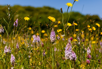 Worcestershire wildflower meadow image credit Paul Lane