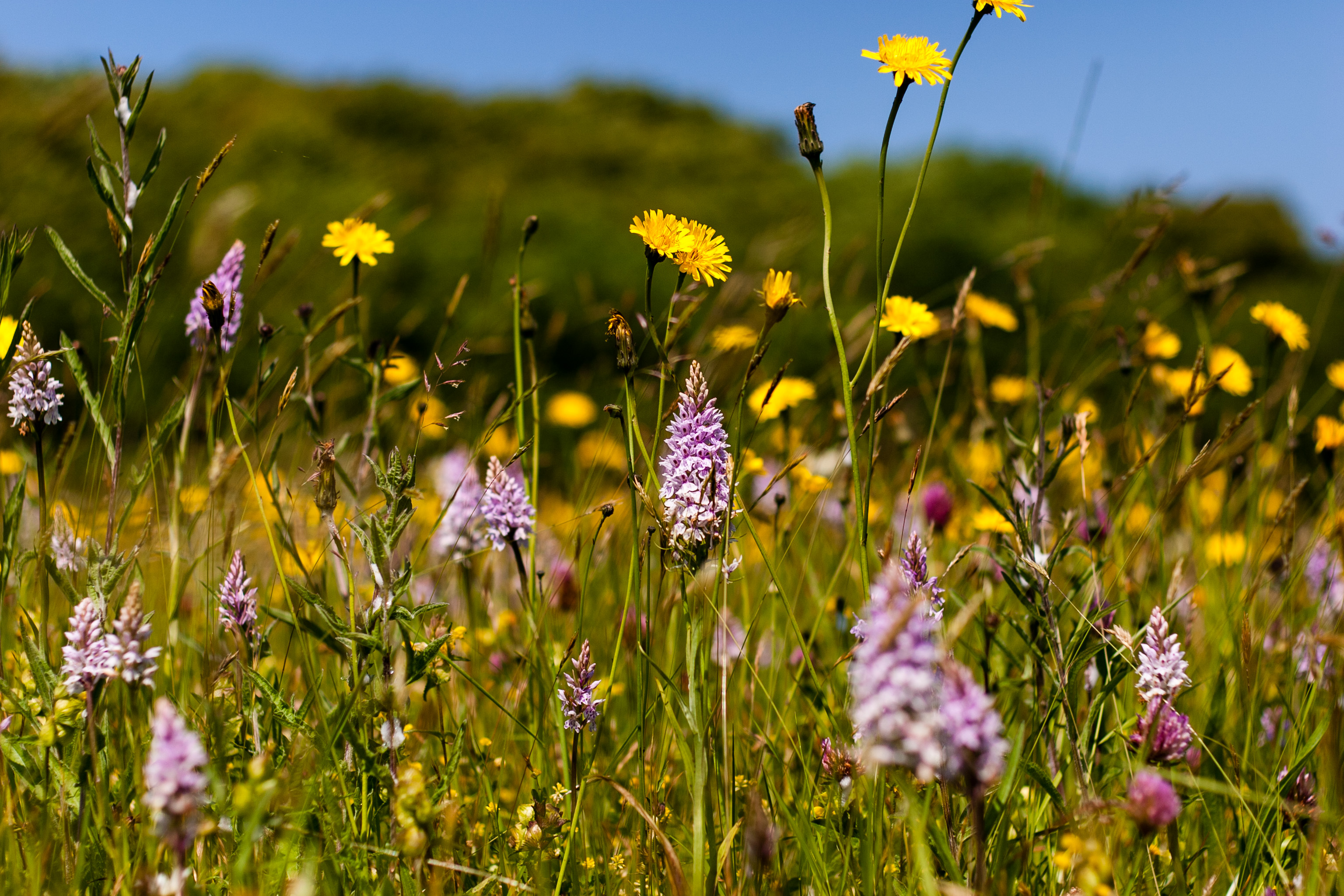 Worcestershire wildflower meadow image credit Paul Lane