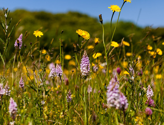 Worcestershire wildflower meadow image credit Paul Lane