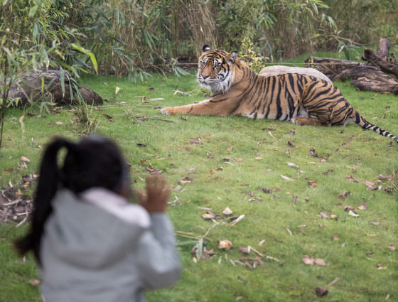 Tiger Viewpoint at West Midland Safari Park