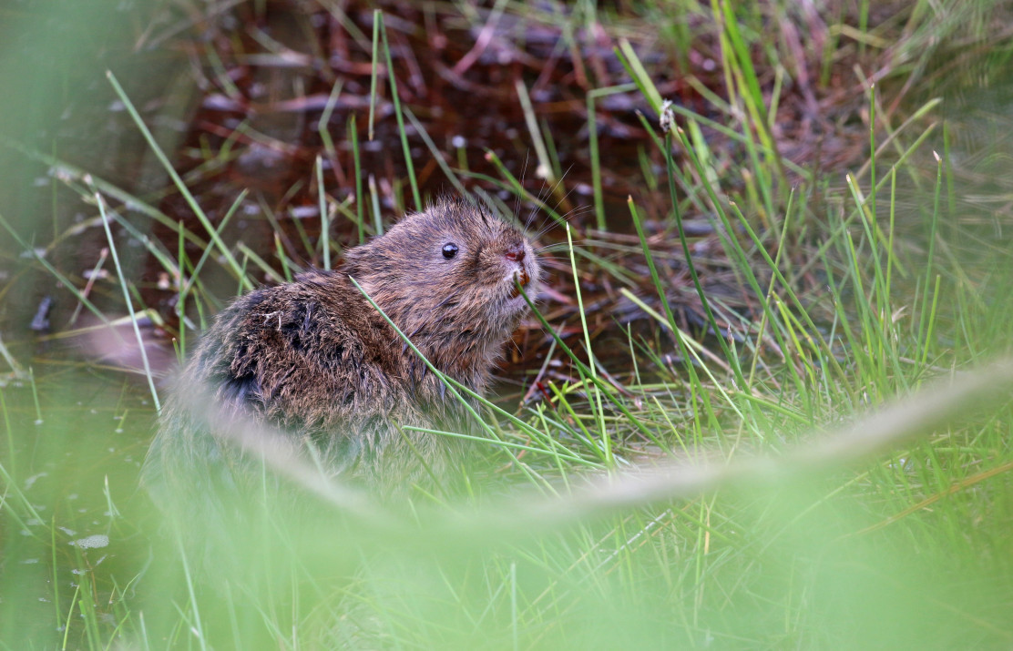 water vole image credit Wendy Carter