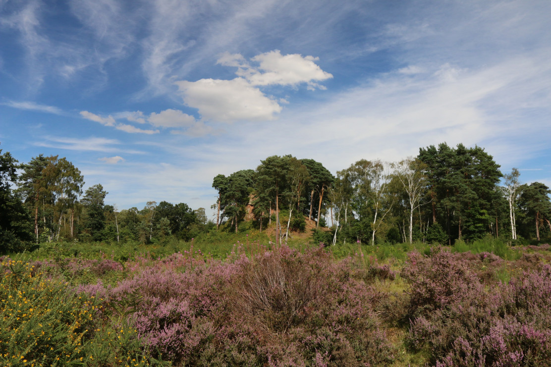 Worcestershire heathland credit Wendy Carter