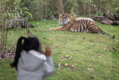 Tiger Viewpoint at West Midland Safari Park