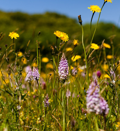 Worcestershire wildflower meadow image credit Paul Lane